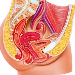 système urogénital féminin et point gee